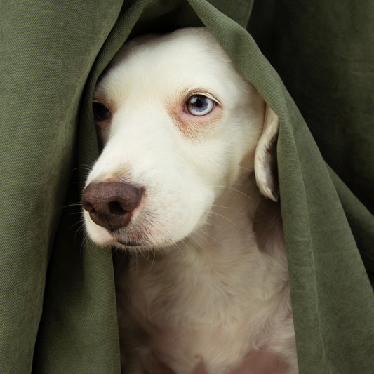 perro con miedo a la pirotecnia