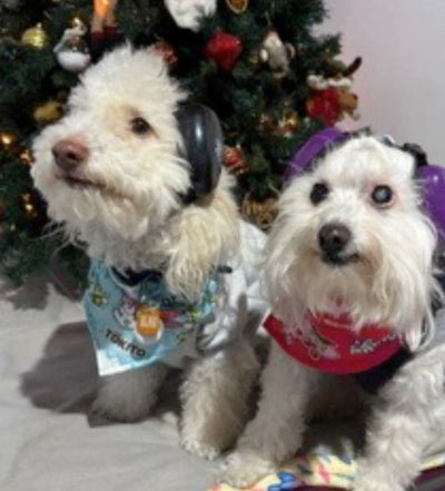 Cliente de Orejitas Felices