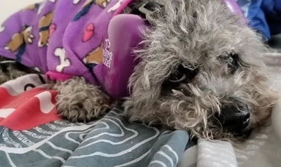 Cliente de Orejitas Felices